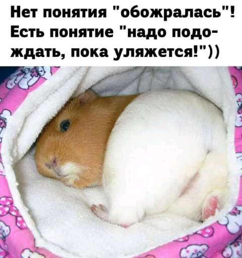 Нет понятия обожралась Есть понятие надо подо ждать пока уляжется