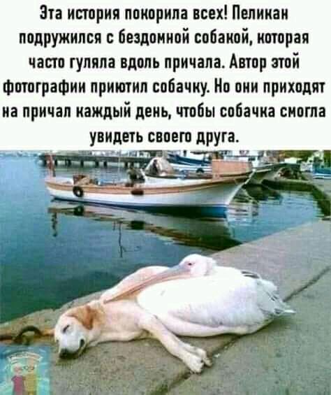 Эта история покорила всех Пелииаи подружился бездонной собакой которая часто гуляла вдоль причала Автор этой Фотографии приютил собачку Но они приходят из причал каждый день чтобы собачка сиота увидеть своего друга