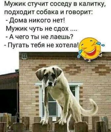Мужик стучит соседу в калитку подходит собака и говорит дома никого нет Мужик чуть не сдох А чего ты не паешь Пугать тебя не щтепа