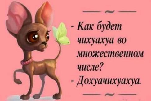 чихуахуа во шюжественном числе Дохуачихуахуа ___
