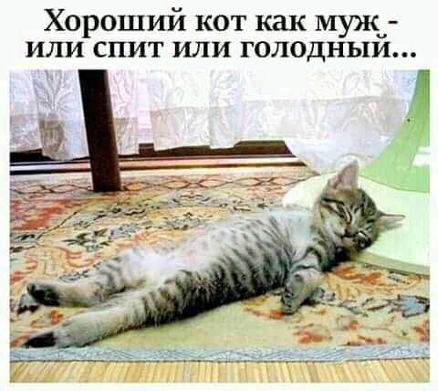 Хороший кот как муж или спит или голодным
