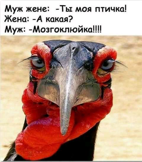 Муж жене Ть1 моя птичка Жена А какая Муж Мозгоклюйка
