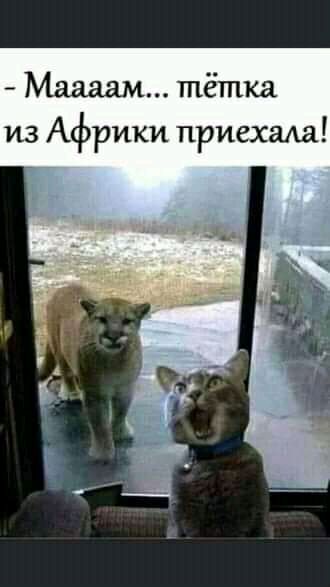 Мадам тётка из Африки приехаиа