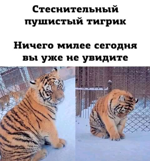 Стеснительный пушистый тигрик Ничего милее сегодня вы уже не увидите г