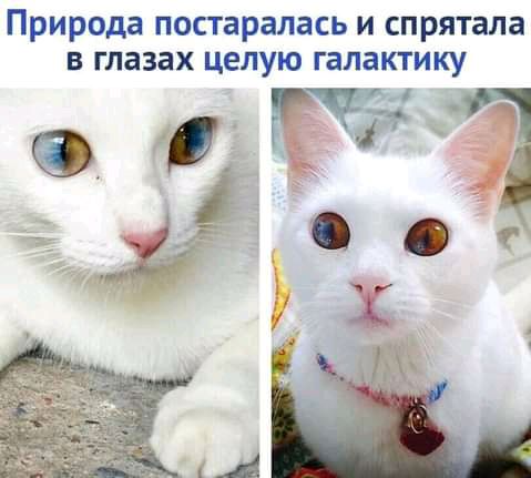 Природа постаралась и спрятала в глазах целую галактику д 005