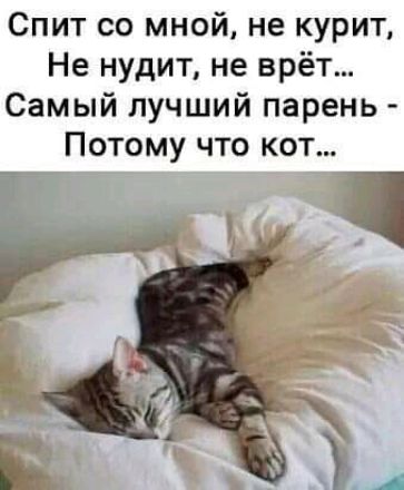 Спит со мной не курит Не нудит не врёт Самый лучший парень Потому что кот