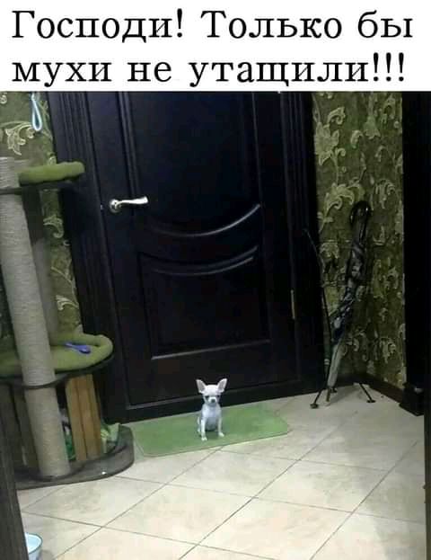 Господи Только бы мухи не утащили 5
