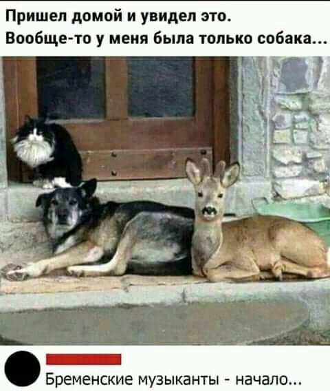 Пришел домой и увидел это Вообще то у меня Была только собака Бременские музыканты начало