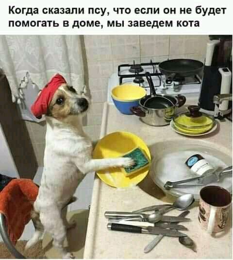Когда сказали псу что если он не будет помогать в доме мы заведем кота