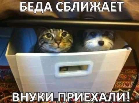 БЕДА СБЛ ИЖАЕТ А