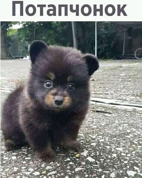 По аопчонк