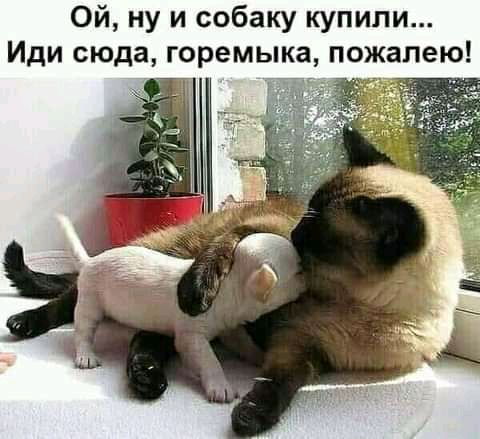 Ой ну и собаку купили Иди сюда горемыка пожалею