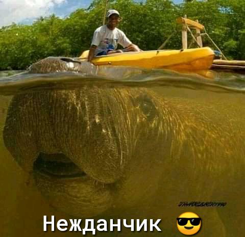 Нежданчик