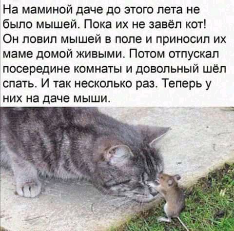 На маминой даче до этого лета не было мышей Пока их не завёл кот Он ловил мышей в поле и приносил их маме домой живыми Потом отпускал посередине комнаты и довольный шёл спать И так несколько раз Теперь у них на даче мыши