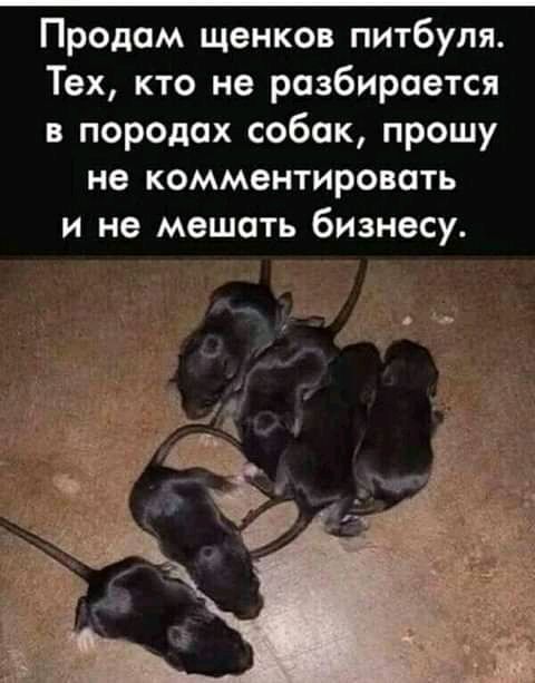 Продам щенков питбуля Тех кто не разбирается в породах собак прошу не комментировать и не мешать бизнесу