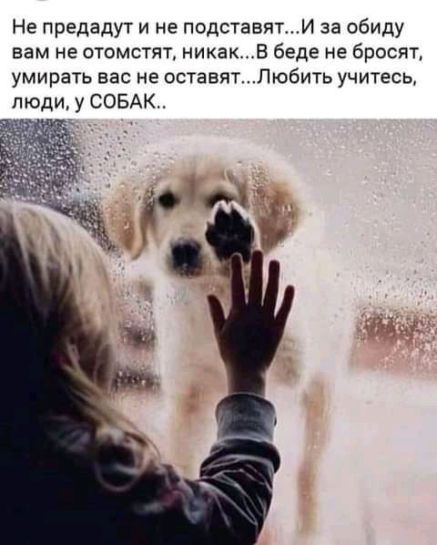 Не предадут и не подставятИ за обиду вам не отомстят никакв беде не бросят умирать вас не оставятЛюбить учитесь люди у СОБАК ЗЧ аг