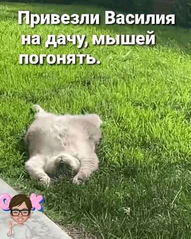 Привезли Василия на дачу мышей погоня1ь 1Ё 7