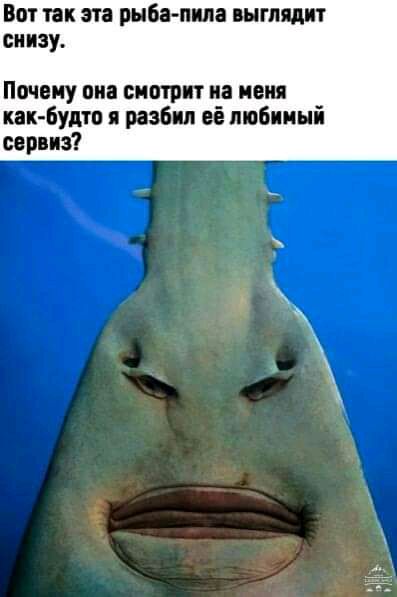 Вот так эта рыба пила выглядит снизу Почему он смотрит на меня как Будто разбил её любимый сервиз