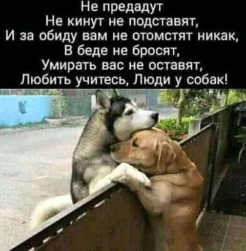 Не предадут Не кинут не подставят И за обиду вам не отомстят никак В беде не бросят Умирать вас не оставят Любить учитесь Люди у собак В