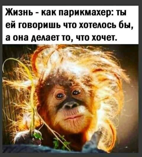 Жизнь как парикмахер ты ей говоришь что хотеюсь бы а она делает то что хочет