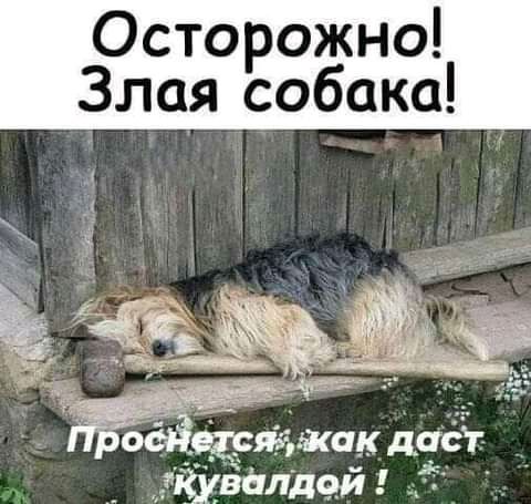 Осторожно Злая собака агавы Как дчЁг _ гііждалдчй
