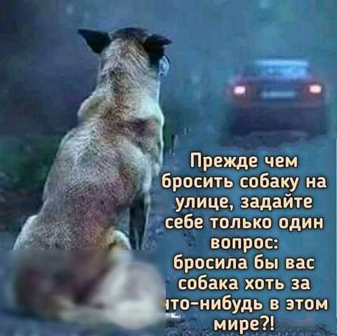 5 з я _ Прежде чем Броситьісобаку на улице задайте себе тольКо один вопрос Бросила Бы вас собака хоть за тванибудь в этом мире