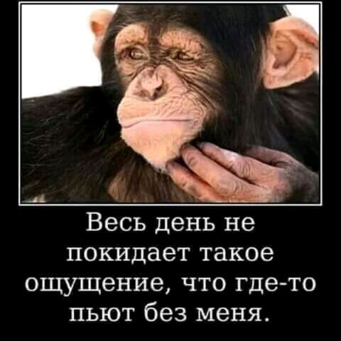 Весь день не покидает такое ощущение что где то пьют без меня