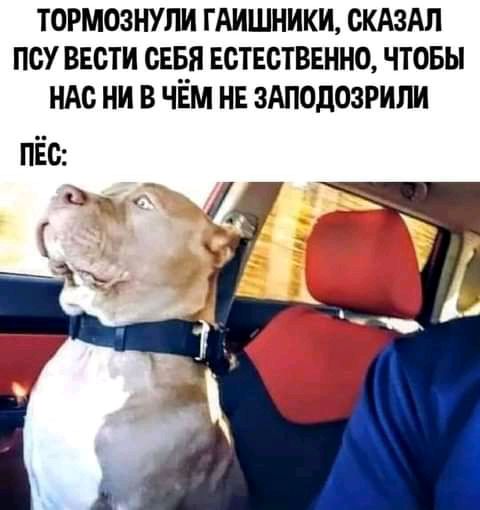 ТОРМОЗНУЛИ ГАИШНИКИ СКАЗАЛ ПОУ ВЕСТИ СЕБЯ ЕСТЕСТВЕННО ЧТОБЫ НАС НИ В ЧЕМ НЕ ЗАПОДОЗРИЛИ пёс д