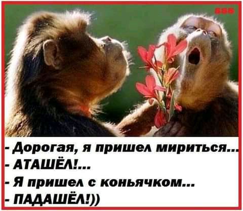 Дорогая я прйшед мириться АТАШЁМ Я пришел коиьячком МАШЁд Ч