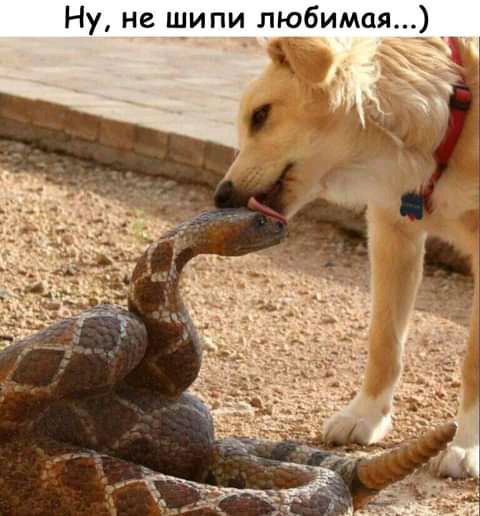 Ну не шипи любимая