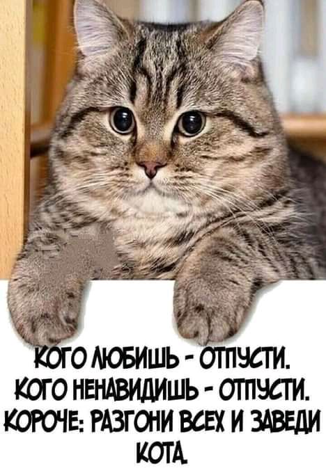 КОЮЕРА3ГШИВСЕХИ3АВЕДИ КОТА