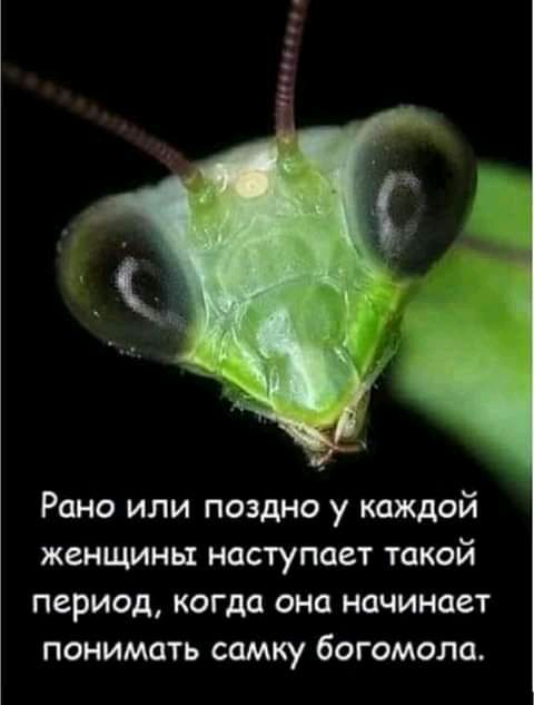 Рано или поздно у каждой женщины наступает такой период когда она начинает понимать самку богомола