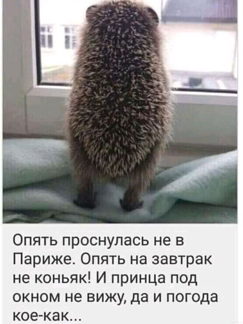 Опять проснулась не в Париже Опять на завтрак не коньяк И принца под окном не вижу да и по а кое как