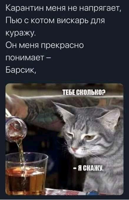 Карантин меня не напрягает Пыо котом вискарь для куражу Он меня прекрасно понимает Барсик