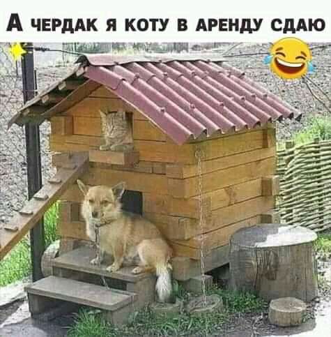 А ЧЕРдАК я КОТУ В АРЕНДУ СДАЮ