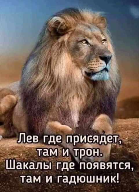 Лев где прис я детг _ тамгёщ сан Шакальі где появятся там и гадюшник