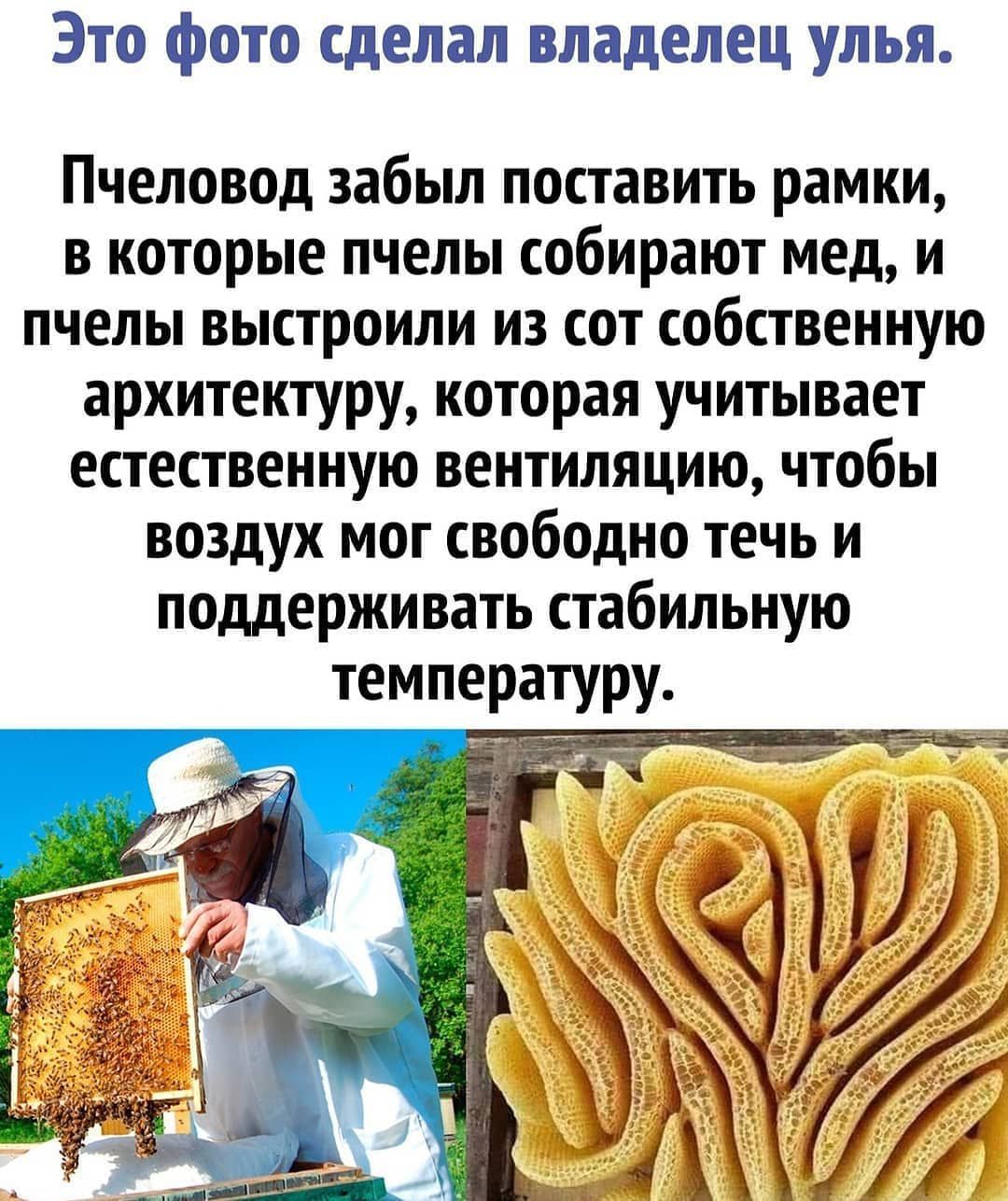 Это фото сделал владелец улья. Пчеловод забыл поставить рамки, в которые пчелы собирают мед, и пчелы выстроили из сот собственную архитектуру, которая учитывает естественную вентиляцию, чтобы воздух мог свободно течь и поддерживать стабильную температуру.