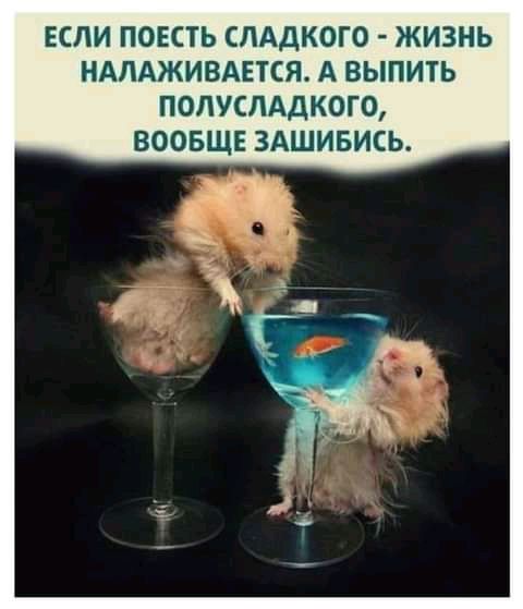 ЕСЛИ ПОЕСТЬ СЛАДКОГО ЖИЗНЬ НАЛАЖИВАЕТСЯ А ВЫПИТЬ ПОЛУСЛАДКОГО ВООБЩЕ ЗАШИБИСЬ