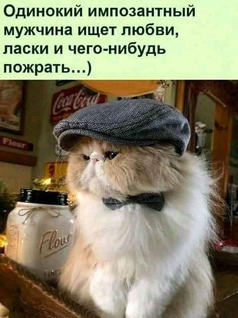 Одинокий импозантный мужчина ищет любви ласки и чего нибудь пожрать