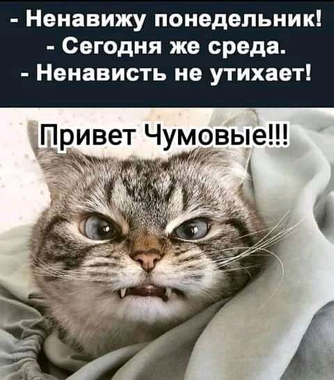 Ненавижу понедельник Сегодня же среда Ненависть не утихает ПриЁЁт Чжйсгвые