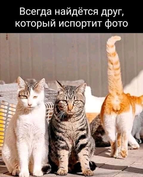 Всегда найдётся друг который испортит фото