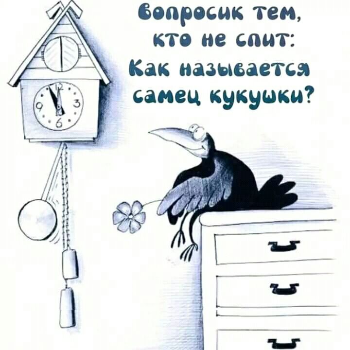 вопрэсик тем кто не спит Как называется самец кукушки
