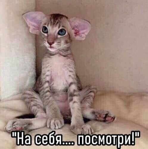 535 13 діёщь