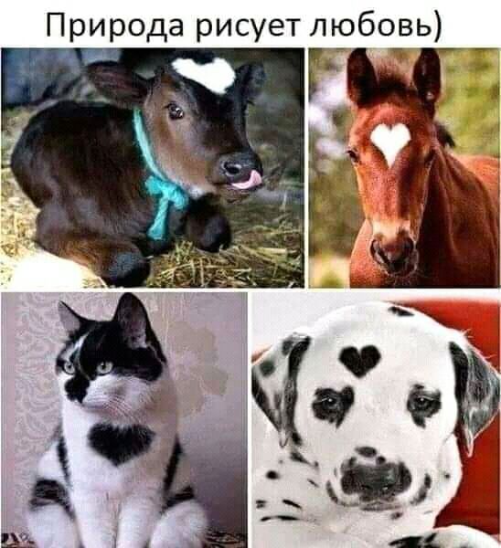 Природа рисует любовь