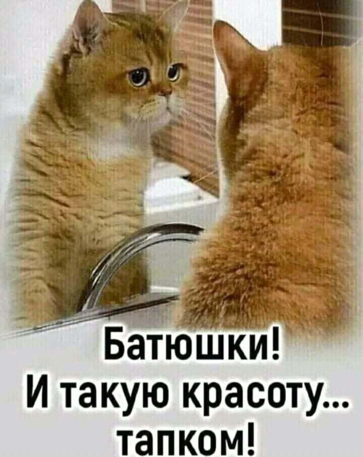 БёТюшки И такую красоту тапком
