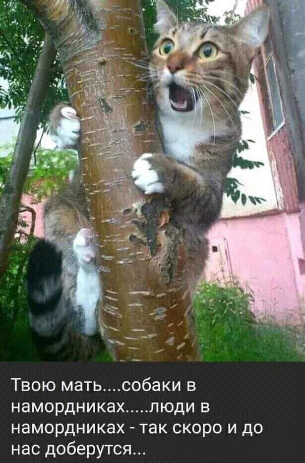 ТВОЮ матьсобаки В НЭМОРДНИКЗХ ЛЮДИ В намордниках так скоро и до нас доберутся