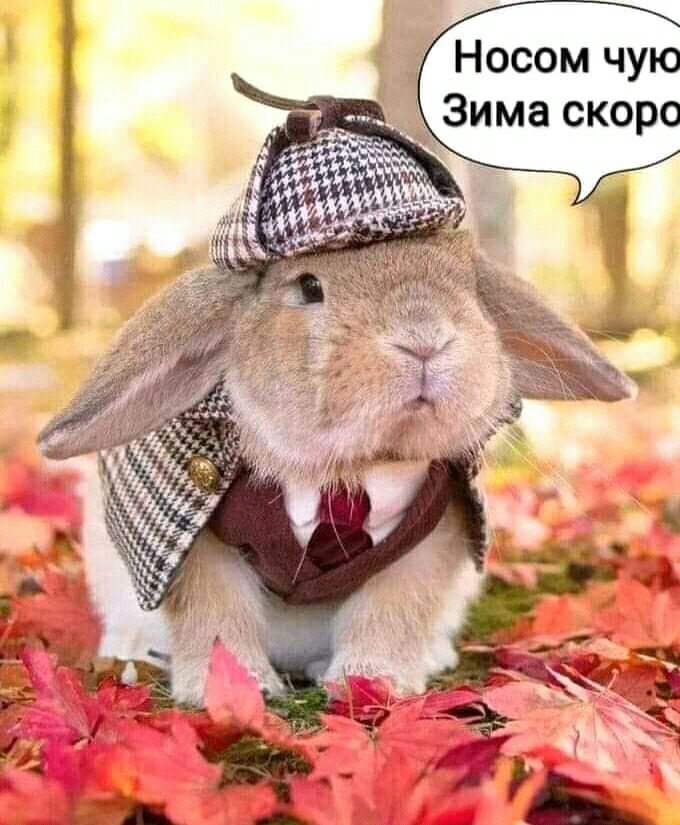 _ Носом чую ___Зима скоро