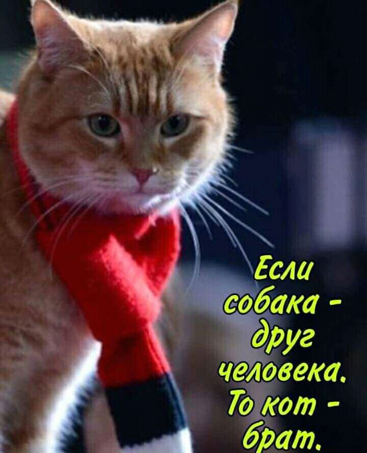 человека Го кот брат