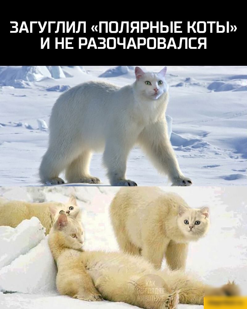 Загуглил «полярные коты» и не разочаровался
