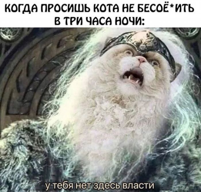 КОЛГДА ПРОСИШЬ КОТА НЕ БЕСЁ*ИТЬ В ТРИ ЧАСА НОЧИ:
у тебя нет здесь власти